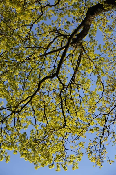 View Fresh Green Leaves Tree Springtime — Stock Photo, Image