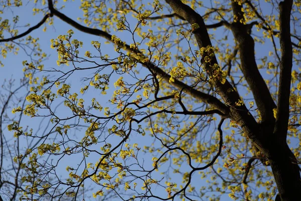 Vista Foglie Verdi Fresche Albero Primavera — Foto Stock