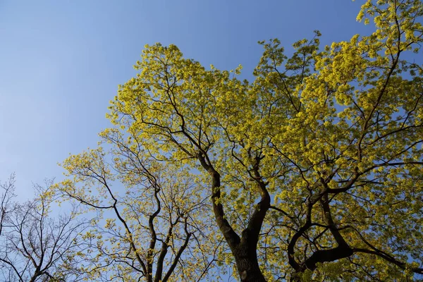 View Fresh Green Leaves Tree Springtime — Stock Photo, Image