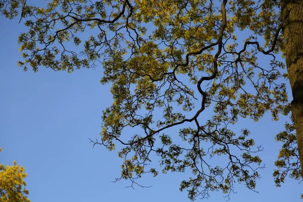 春の新緑の木の上からの眺め — ストック写真