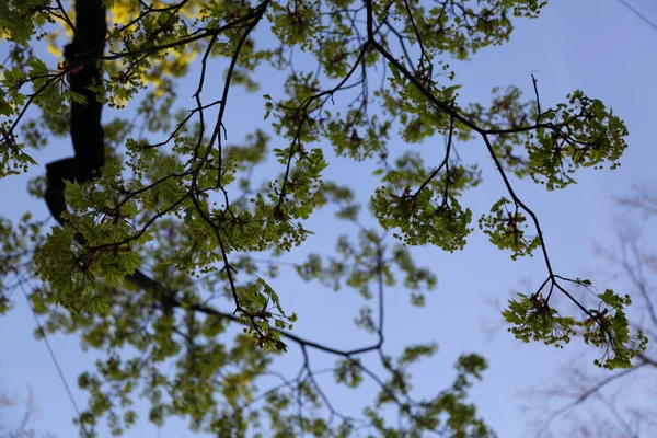春天在树上看到一片鲜绿的叶子 — 图库照片