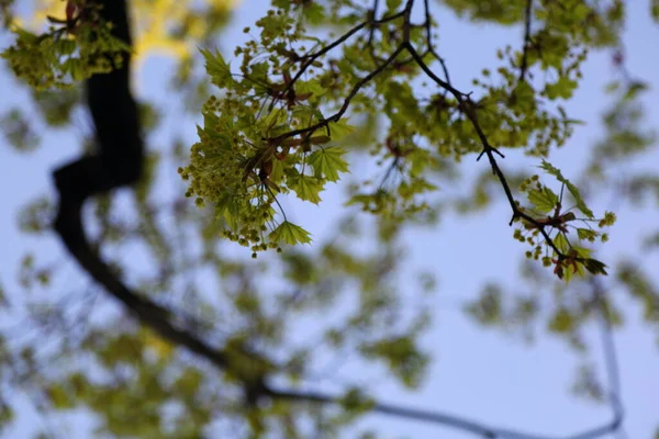 Vista Folhas Verdes Frescas Uma Árvore Primavera — Fotografia de Stock