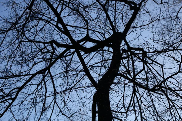 Image Extérieure Silhouette Des Branches Arbres — Photo