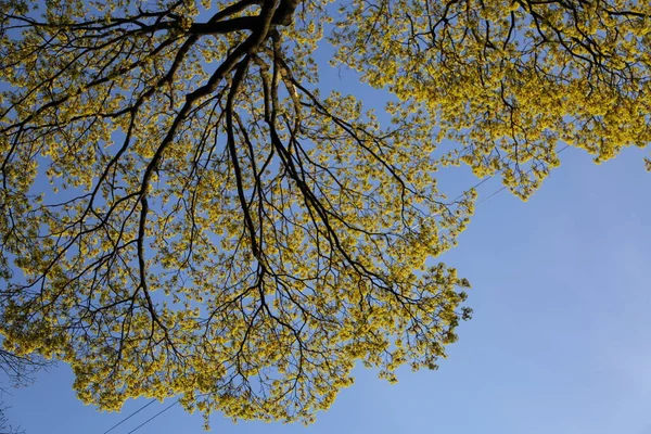 春の新緑の木の上からの眺め — ストック写真