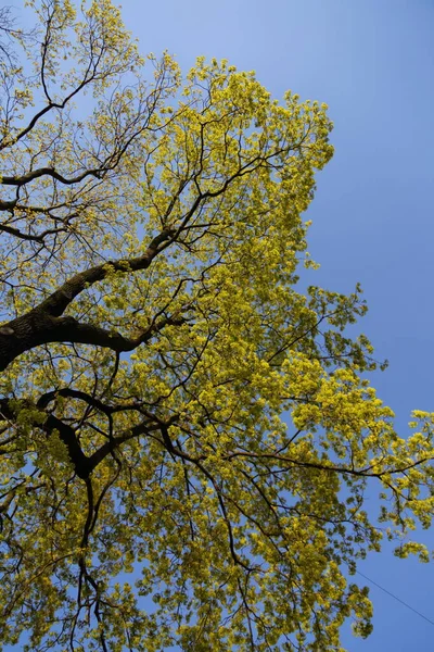 View Fresh Green Leaves Tree Springtime — Stock Photo, Image