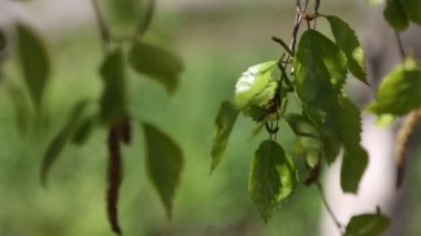 Güzel yeşil yapraklar huş ağacında