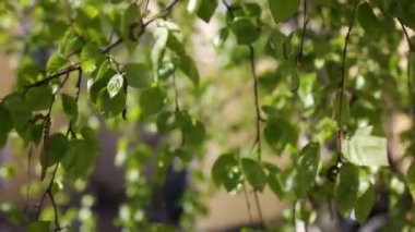 Güzel yeşil yapraklar huş ağacında