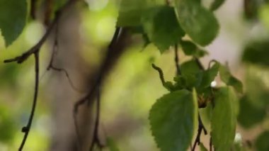 Güzel yeşil yapraklar huş ağacında