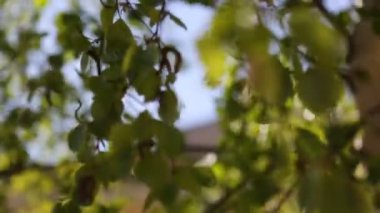 Güzel yeşil yapraklar huş ağacında