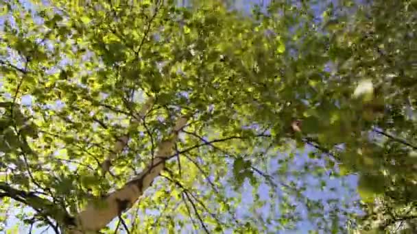 Güzel Yeşil Yapraklar Huş Ağacında — Stok video