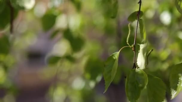 Όμορφα Φρέσκα Πράσινα Φύλλα Μια Σημύδα — Αρχείο Βίντεο