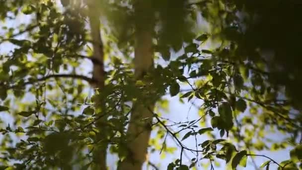 Beautiful Fresh Green Leaves Birch Tree — Stock Video