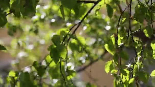 Belas Folhas Verdes Frescas Uma Árvore Vidoeiro — Vídeo de Stock