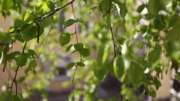 Belas Folhas Verdes Frescas Uma Árvore Vidoeiro — Vídeo de Stock