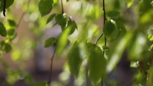 Gyönyörű Friss Zöld Levelek Egy Nyírfán — Stock videók