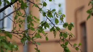 Güzel yeşil yapraklar huş ağacında