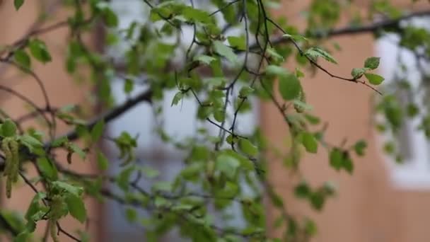 Hermosas Hojas Verdes Frescas Abedul — Vídeo de stock