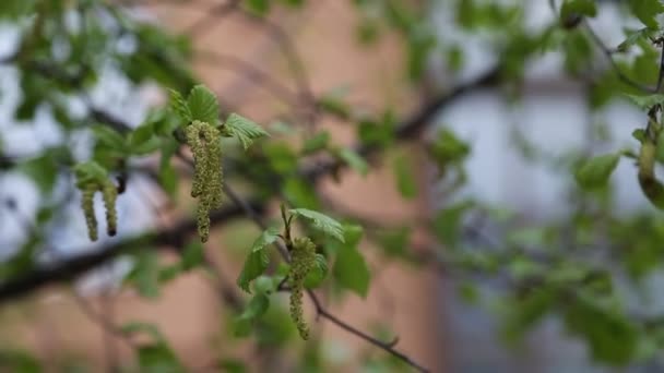 Gyönyörű Friss Zöld Levelek Egy Nyírfán — Stock videók