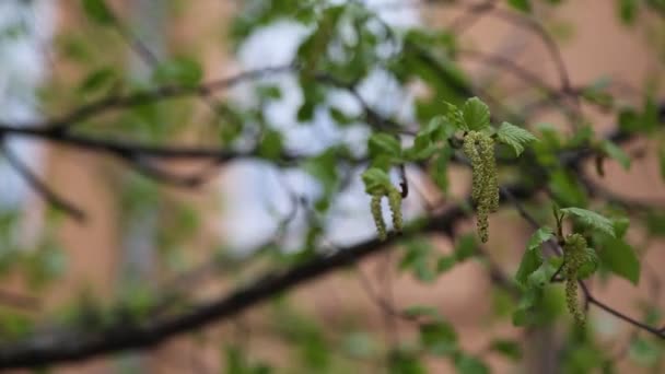 Όμορφα Φρέσκα Πράσινα Φύλλα Μια Σημύδα — Αρχείο Βίντεο