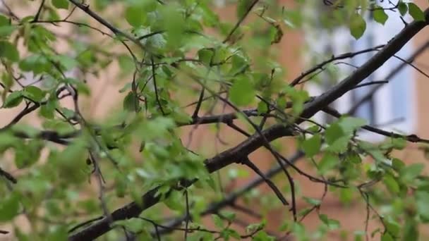 Beautiful Fresh Green Leaves Birch Tree — Stock Video