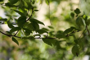 Bahar zamanı huş ağacında taze yeşil yapraklar.