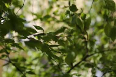 Bahar zamanı huş ağacında taze yeşil yapraklar.
