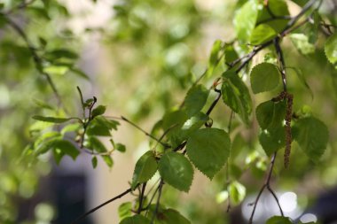 Bahar zamanı huş ağacında taze yeşil yapraklar.