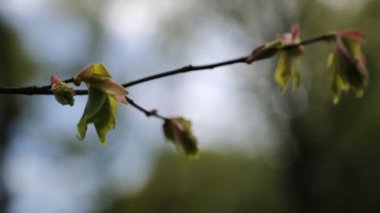 Linden ağacı taze ve taze yapraklar. Seçili odak. Bulanık arkaplan.