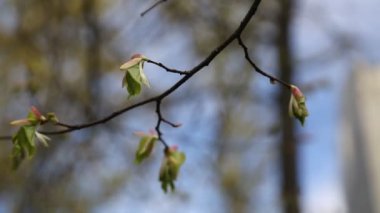 Linden ağacı taze ve taze yapraklar. Seçili odak. Bulanık arkaplan.