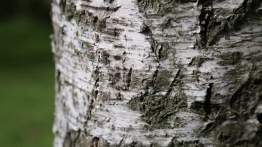 Huş ağacı kabuğu. Makro hareket. Seçili odak. Bulanık arkaplan.