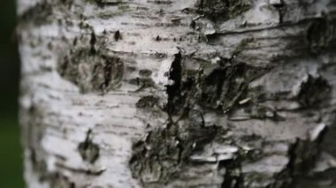 Huş ağacı kabuğu. Makro hareket. Seçili odak. Bulanık arkaplan.