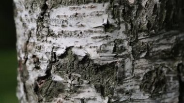 Huş ağacı kabuğu. Makro hareket. Seçili odak. Bulanık arkaplan.