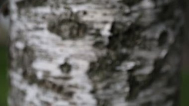 Huş ağacı kabuğu. Makro hareket. Seçili odak. Bulanık arkaplan.