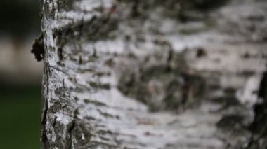Huş ağacı kabuğu. Makro hareket. Seçili odak. Bulanık arkaplan.