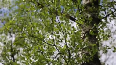 Bahar zamanı huş ağacında taze yeşil yapraklar. Seçili odak. Bulanık arkaplan.