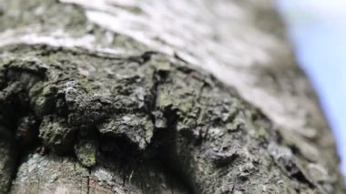 Arka planda huş ağacının dış görünüşü. Seçili odak.