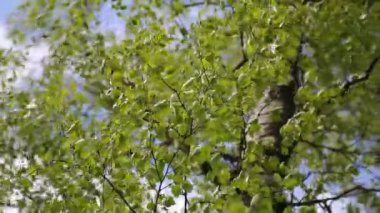 Bahar zamanı huş ağacında taze yeşil yapraklar. Seçili odak. Bulanık arkaplan.