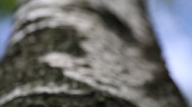 Arka planda huş ağacının dış görünüşü. Seçili odak.