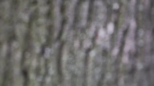 リンデン樹皮テクスチャの背景の短いクリップ 選択したフォーカス ぼかしの背景 — ストック動画