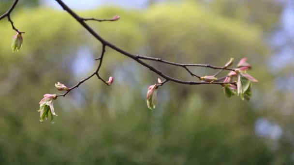 林登树新叶鲜叶 选定的重点 模糊的背景 — 图库视频影像