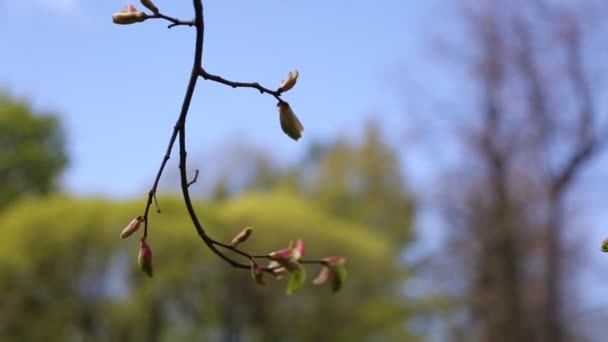 Lipa Nowe Świeże Liście Wybrane Skupienie Rozmyte Tło — Wideo stockowe