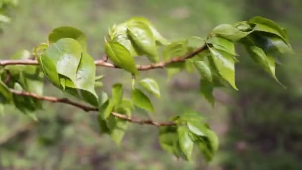 Linden Δέντρο Νέα Και Φρέσκα Φύλλα Επιλεγμένη Εστίαση Θολή Υπόσταση — Αρχείο Βίντεο