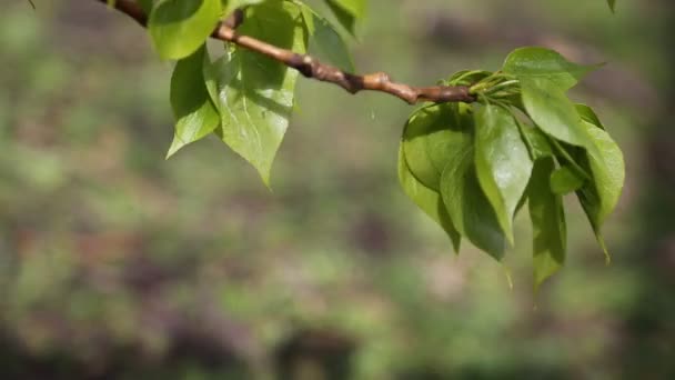 Linden Δέντρο Νέα Και Φρέσκα Φύλλα Επιλεγμένη Εστίαση Θολή Υπόσταση — Αρχείο Βίντεο