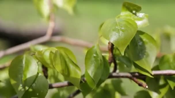 リンデンの木の新しいと新鮮な葉 選択したフォーカス ぼかしの背景 — ストック動画
