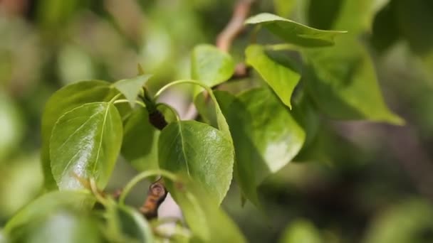 Linden Ağacı Taze Taze Yapraklar Seçili Odak Bulanık Arkaplan — Stok video