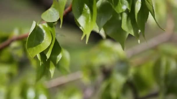 Линден Дерево Новые Свежие Листья Выбранный Фокус Фон Размытия — стоковое видео