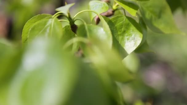 Linden Tree New Fresh Leaves Selected Focus Blur Background — Stock Video