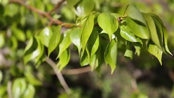 Linden Tree New Fresh Leaves Selected Focus Blur Background — Stock Video
