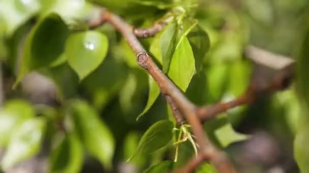 Lindenboom Nieuw Fris Blad Geselecteerde Focus Vervagen Achtergrond — Stockvideo