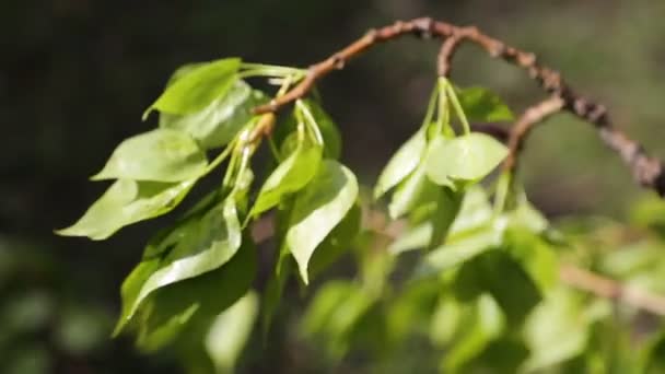 Albero Tiglio Foglie Nuove Fresche Concentrazione Selezionata Sfocatura Sfondo — Video Stock